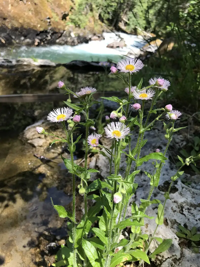 Ohanapecosh Hot Springs