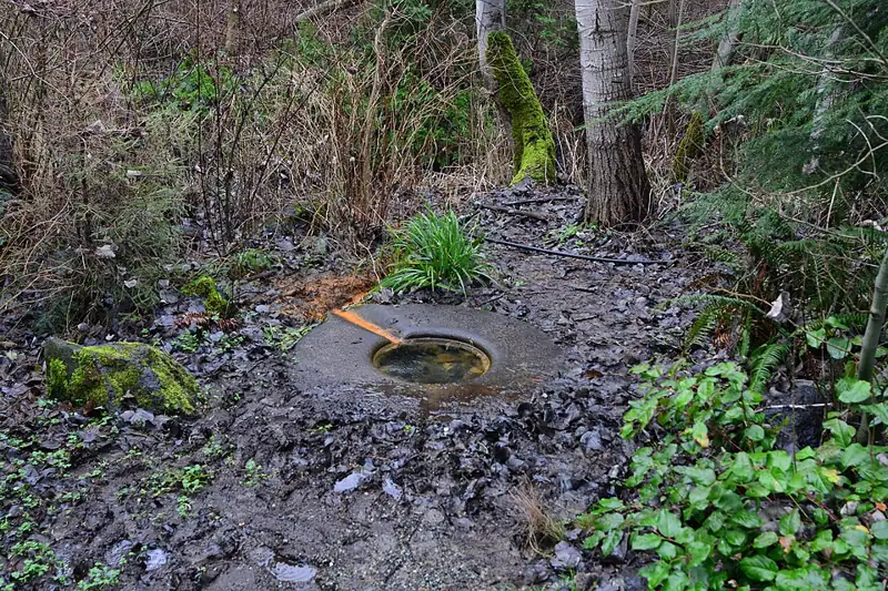 Iron-sulfur spring at Licton Springs Park